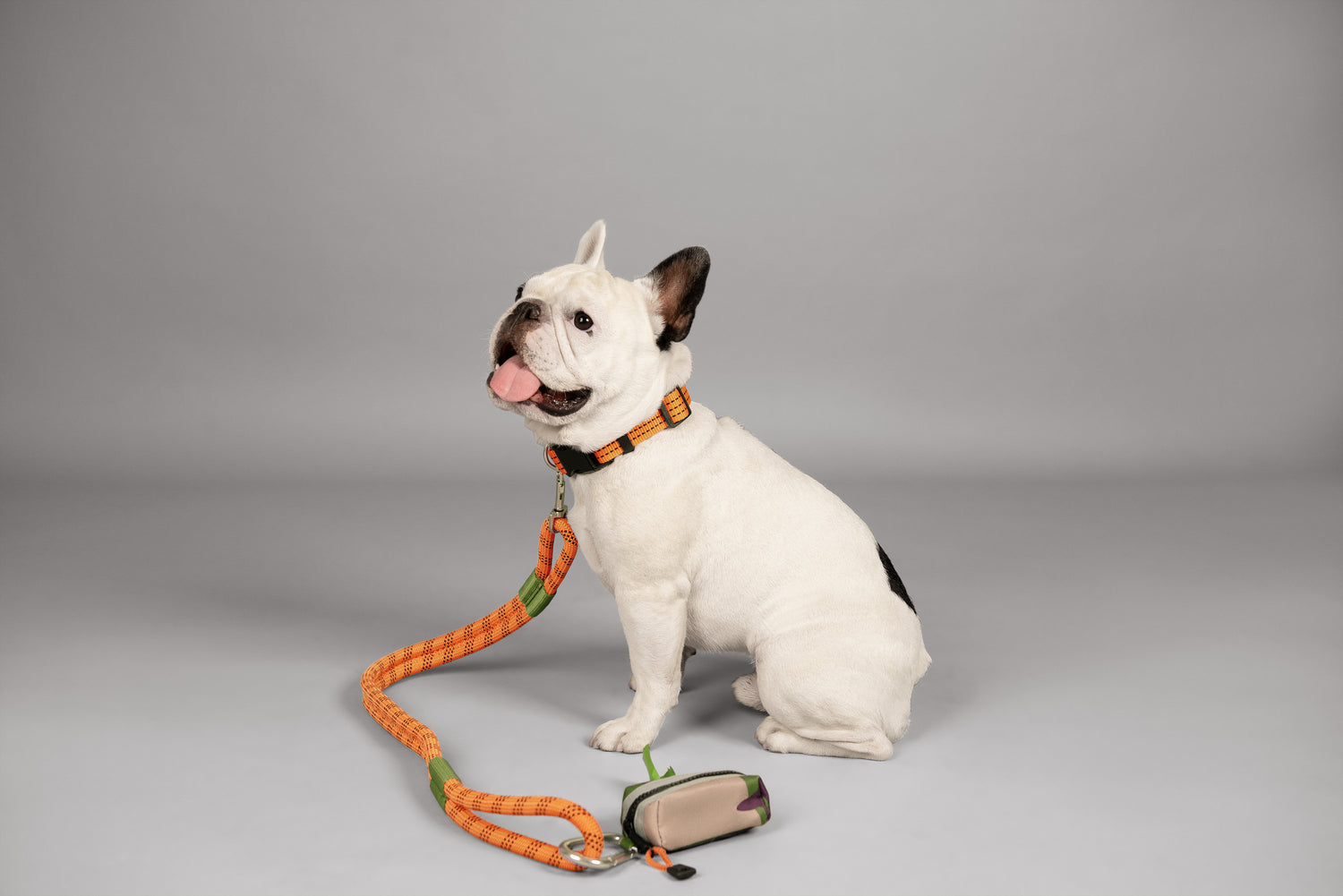 A picture of a pied french bulldog, with his tongue out. He is wearing an orange collar and leash by Roverlund.